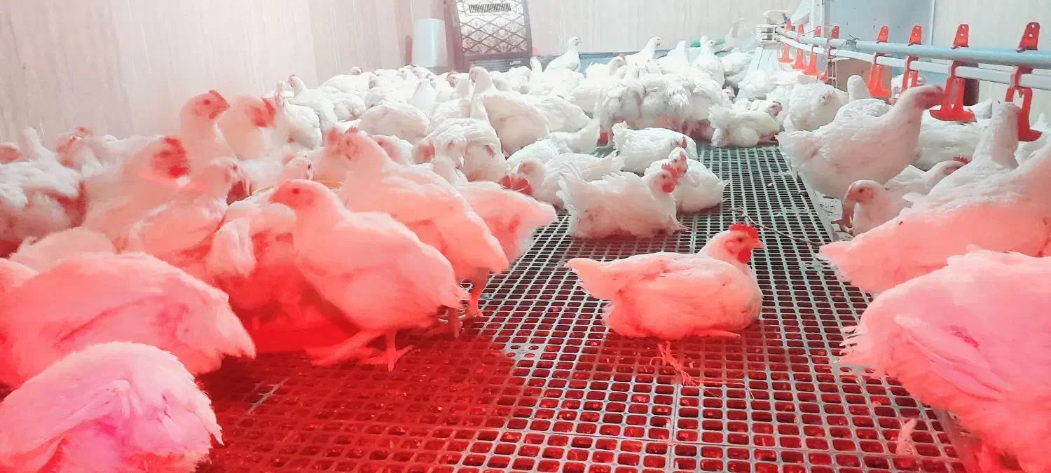 مرغ گوشتی|حیوانات مزرعه|بافت, |دیوار