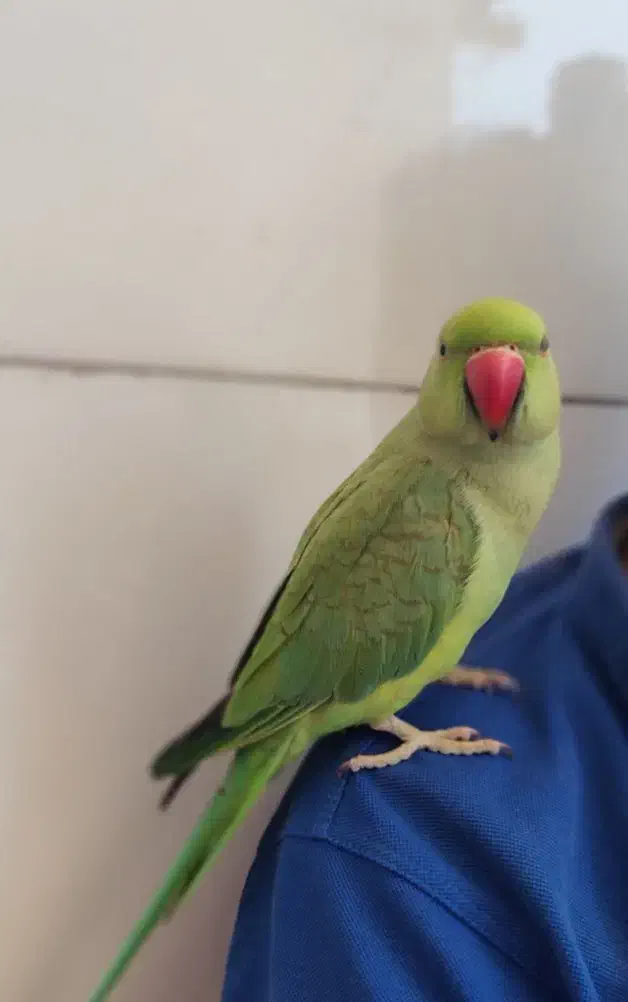 گمشده|حیوانات|اهواز, زیتون کارگری|دیوار