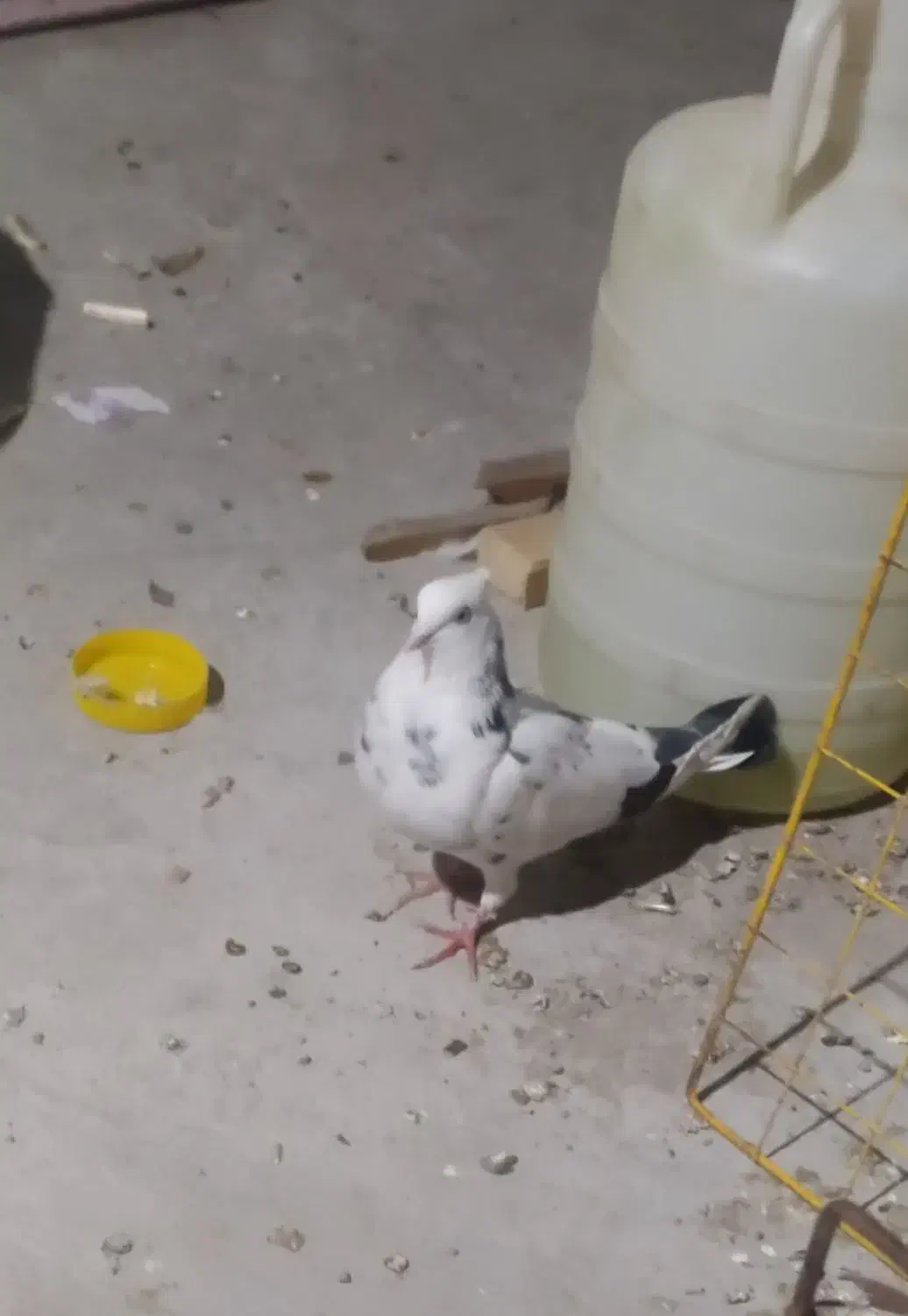 کبوتر|پرنده|گمیشان, |دیوار