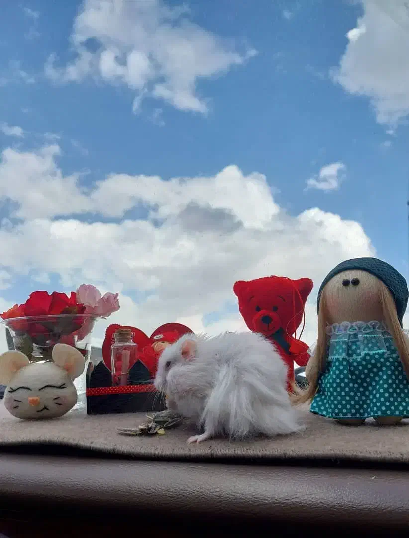 تعدادی همستر سوری تمیز و دستی|موش و خرگوش|شیراز, میانرود|دیوار