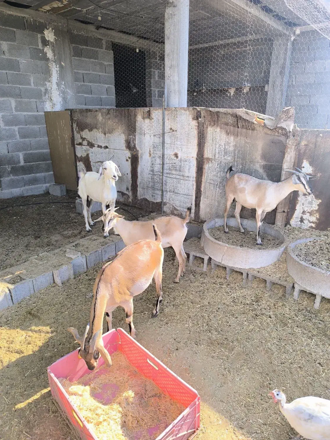 بز پازن میش|حیوانات مزرعه|پارسیان, |دیوار