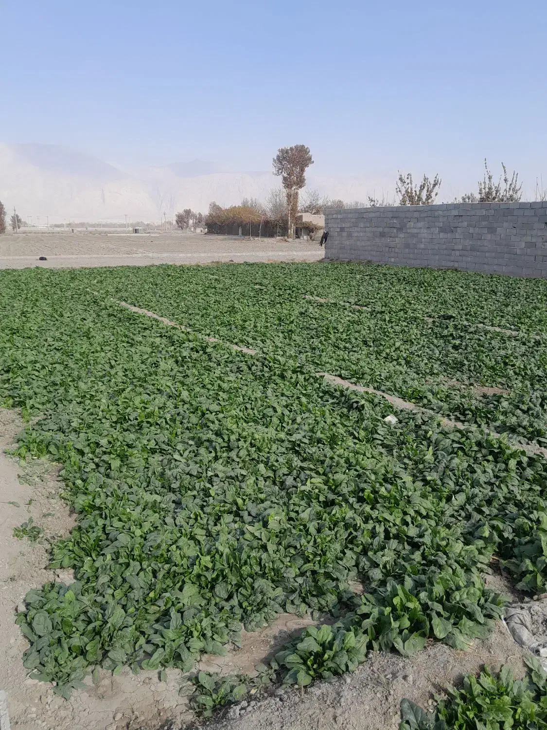 فروش اسفناج بومی در زمین|خوردنی و آشامیدنی|پیر بکران, |دیوار