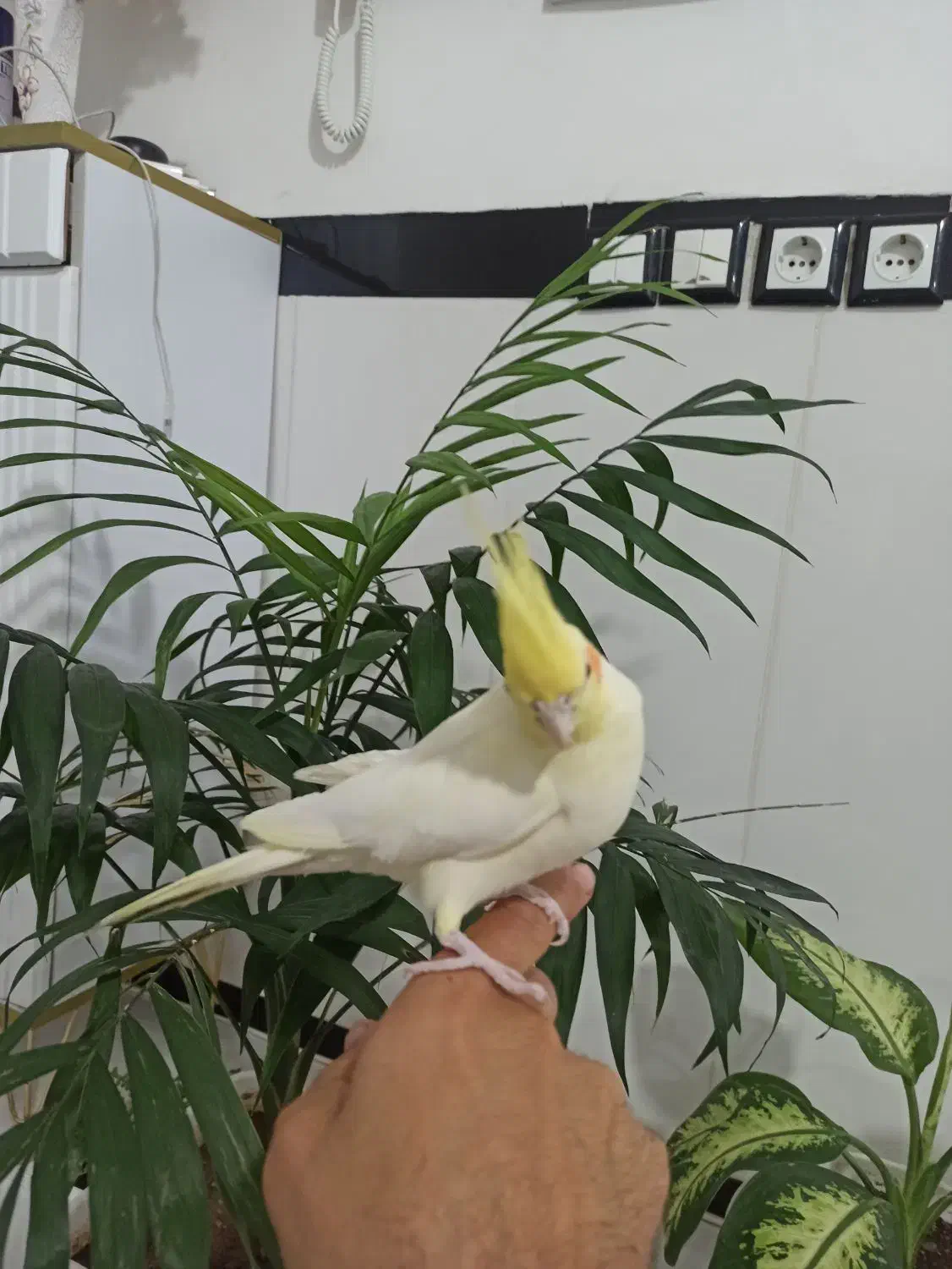 عروس هلندی ماده مست و رام و دستی|پرنده|روانسر, |دیوار