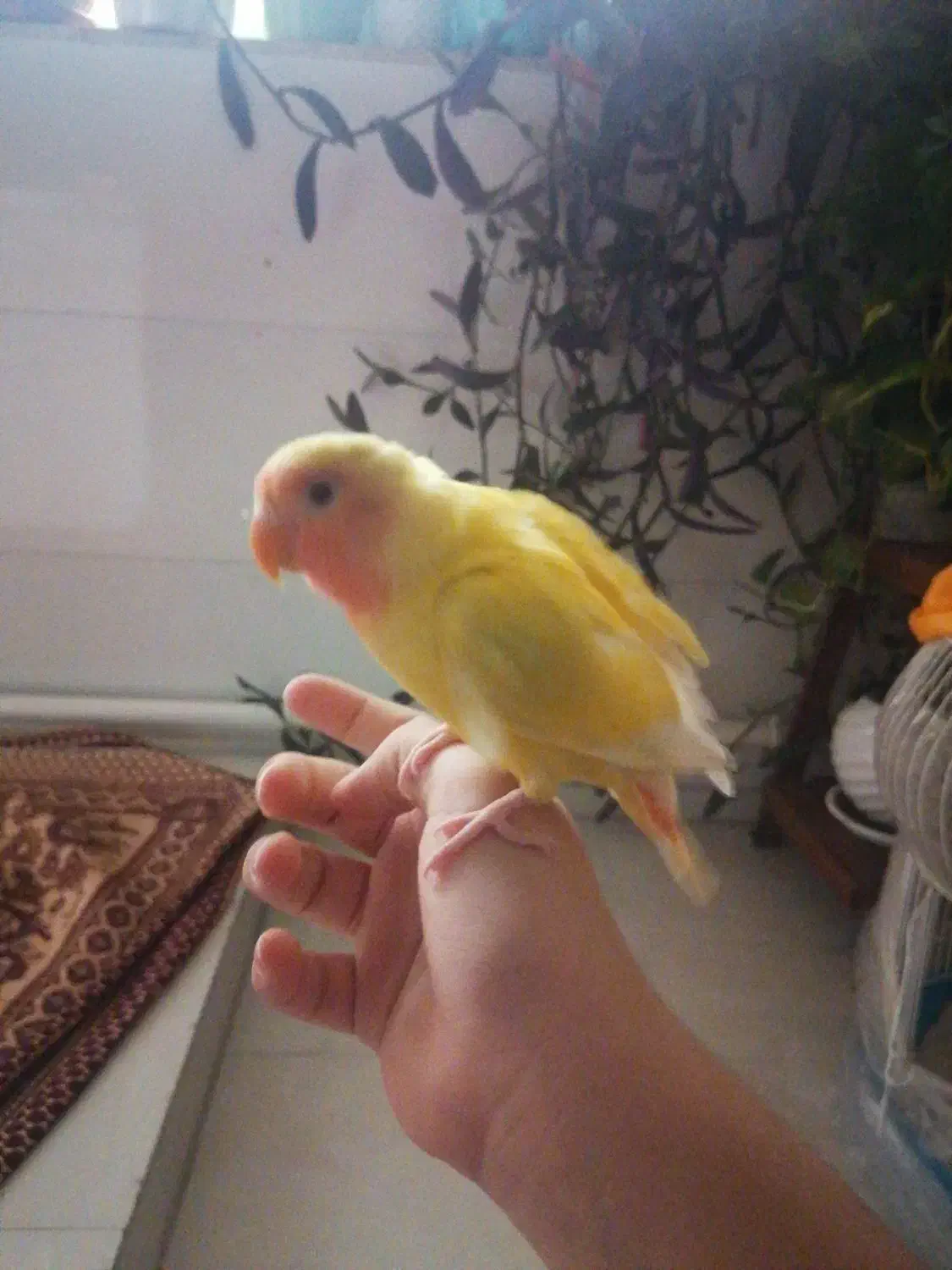 طوطی برزیلی اهلی|پرنده|تبریز, |دیوار