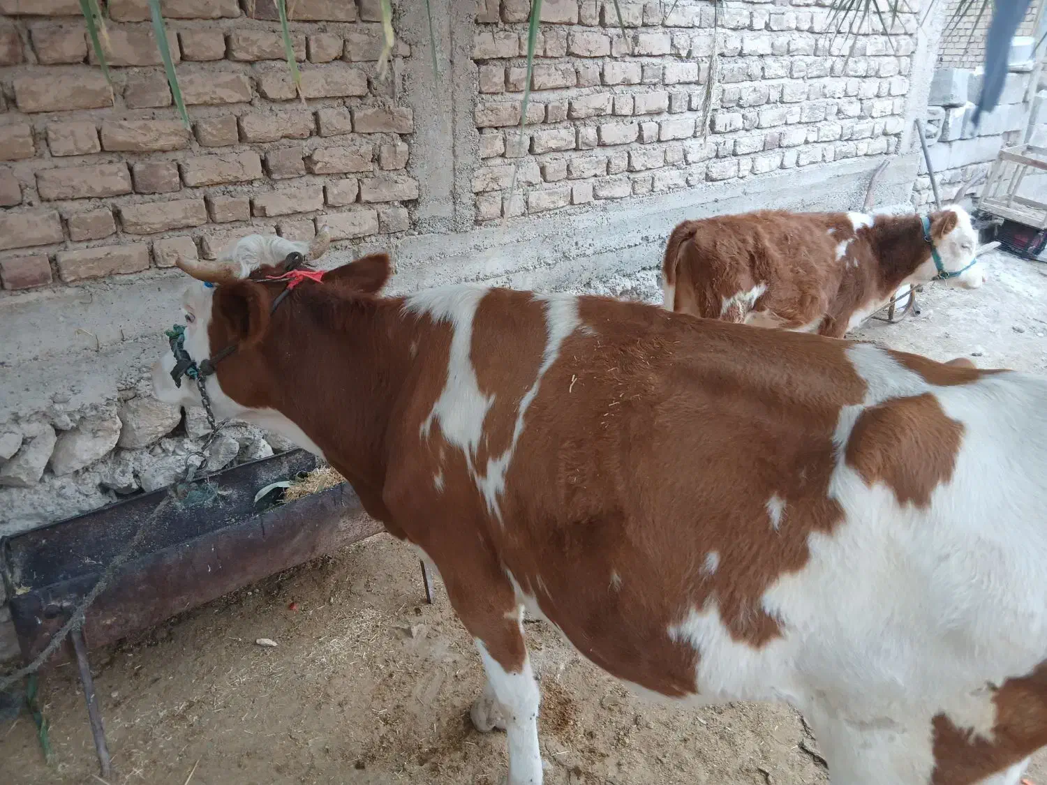 گاو وگوساله سیمیتال|حیوانات مزرعه|دره شهر, |دیوار