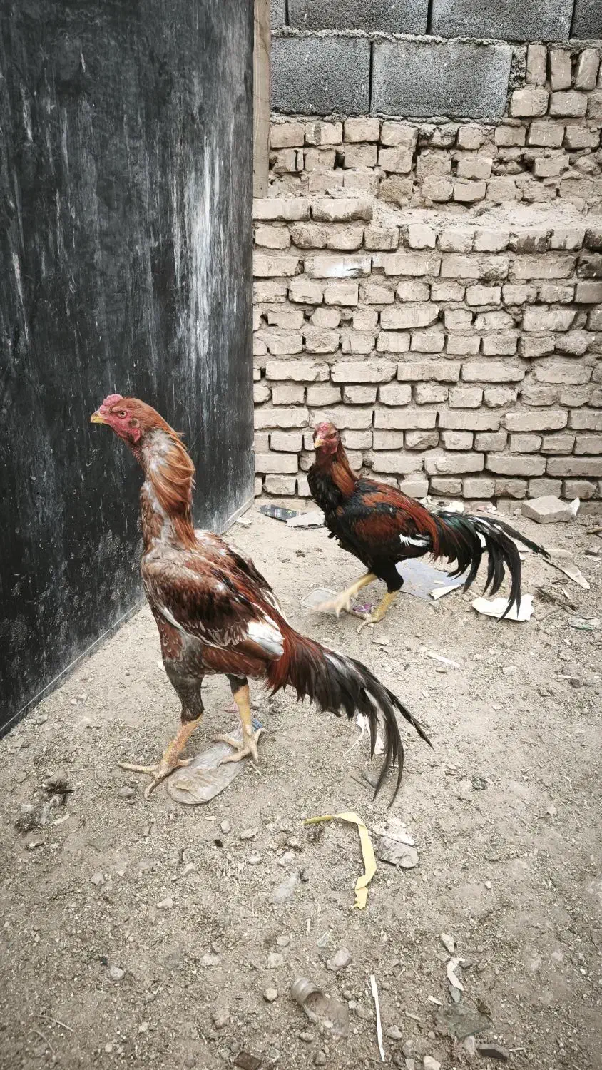 خروس لاری|حیوانات مزرعه|یزد, |دیوار