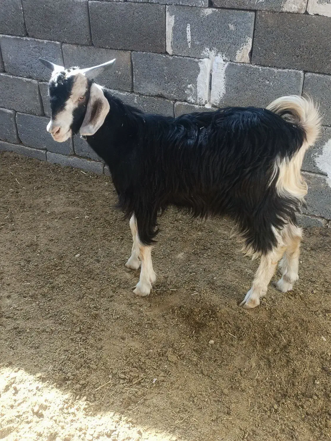 فروش 5 عدد کهره نیم گوشت|حیوانات مزرعه|بیرم, |دیوار