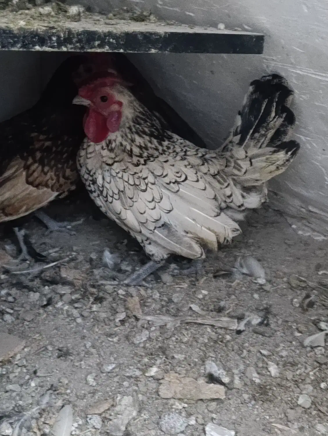 مرغ و خروس|حیوانات مزرعه|مشهد, قائم|دیوار