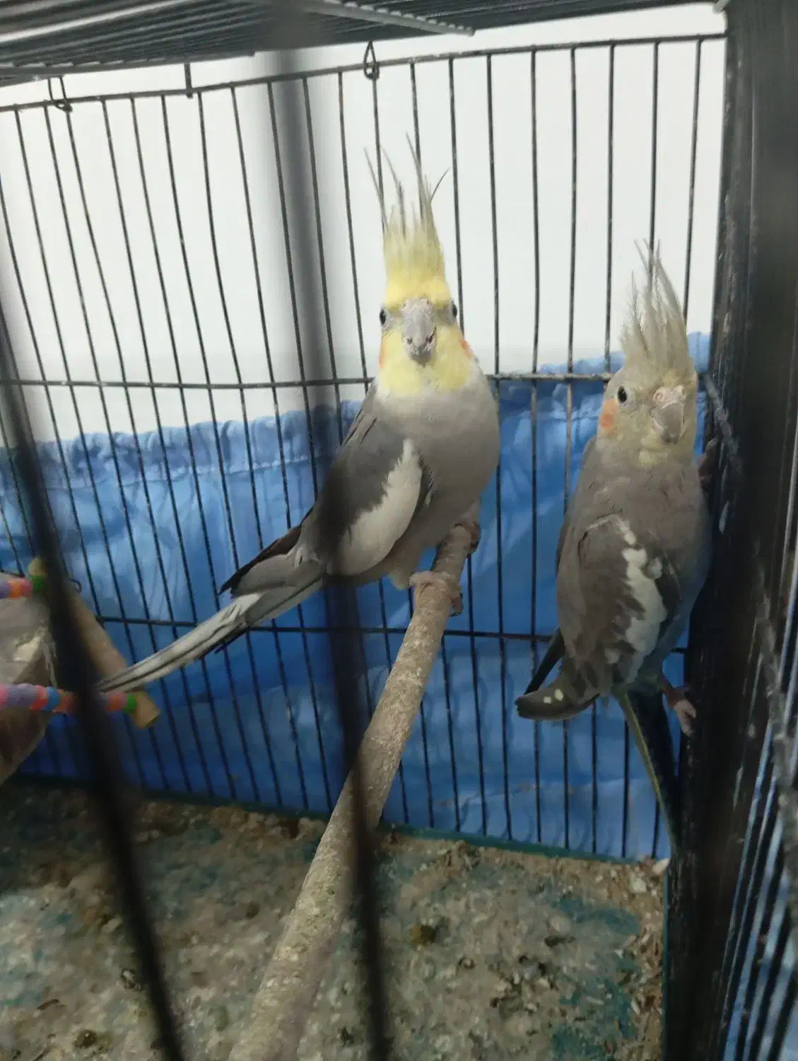 فروش یک جفت عروس هلندی مولد و جوان|پرنده|لوندویل, |دیوار