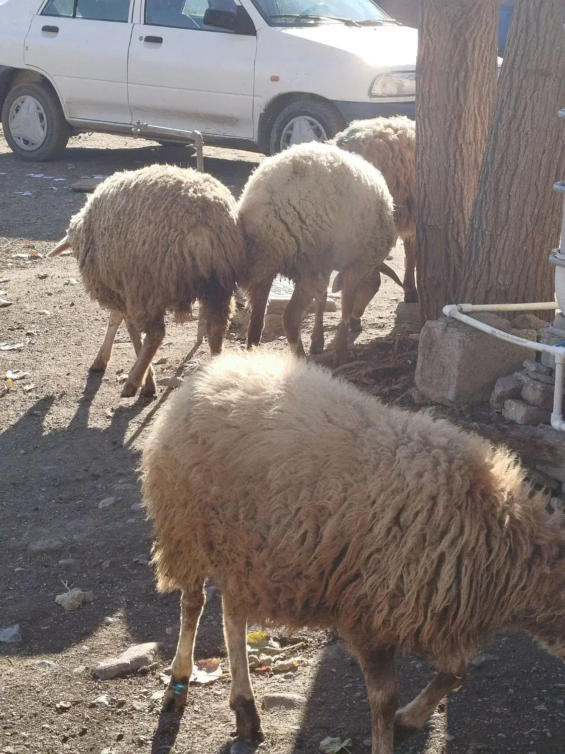 توغلی ماده|حیوانات مزرعه|دره رود, |دیوار