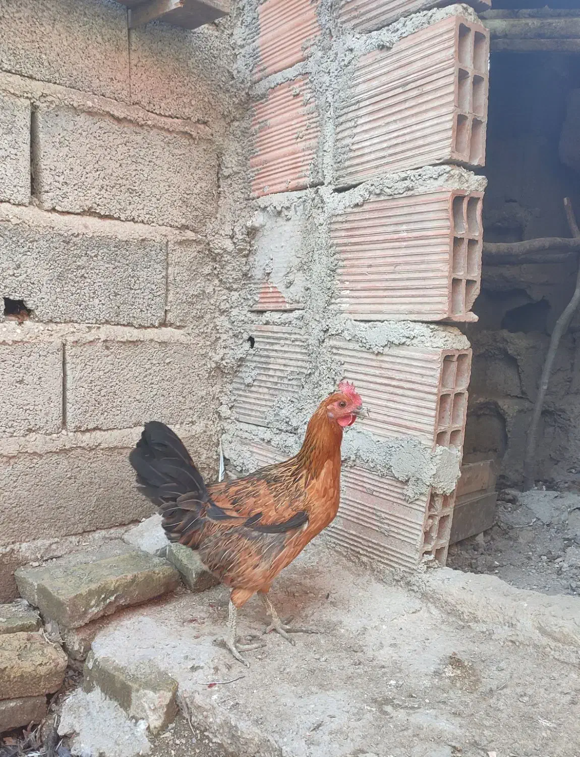 مرغ و خروس لری محلی اصیل|حیوانات مزرعه|ساری, |دیوار