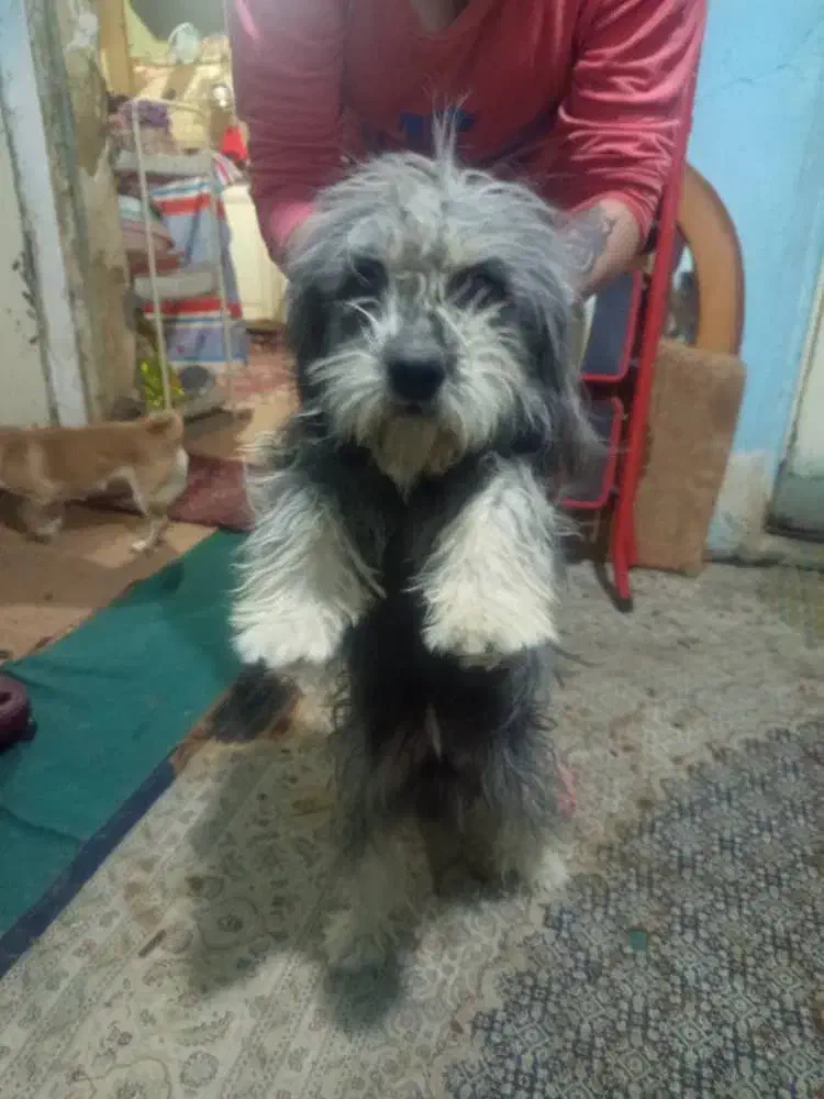 سگ.بازی گوشی|سگ|شیراز, سیلو|دیوار