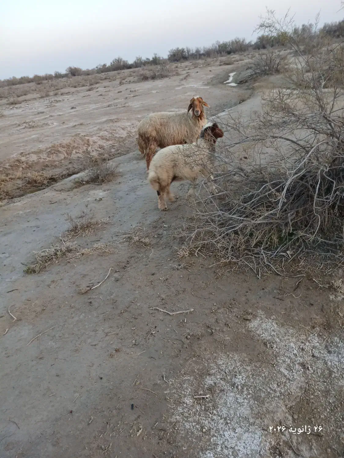 میش بره|حیوانات مزرعه|دهلران, |دیوار