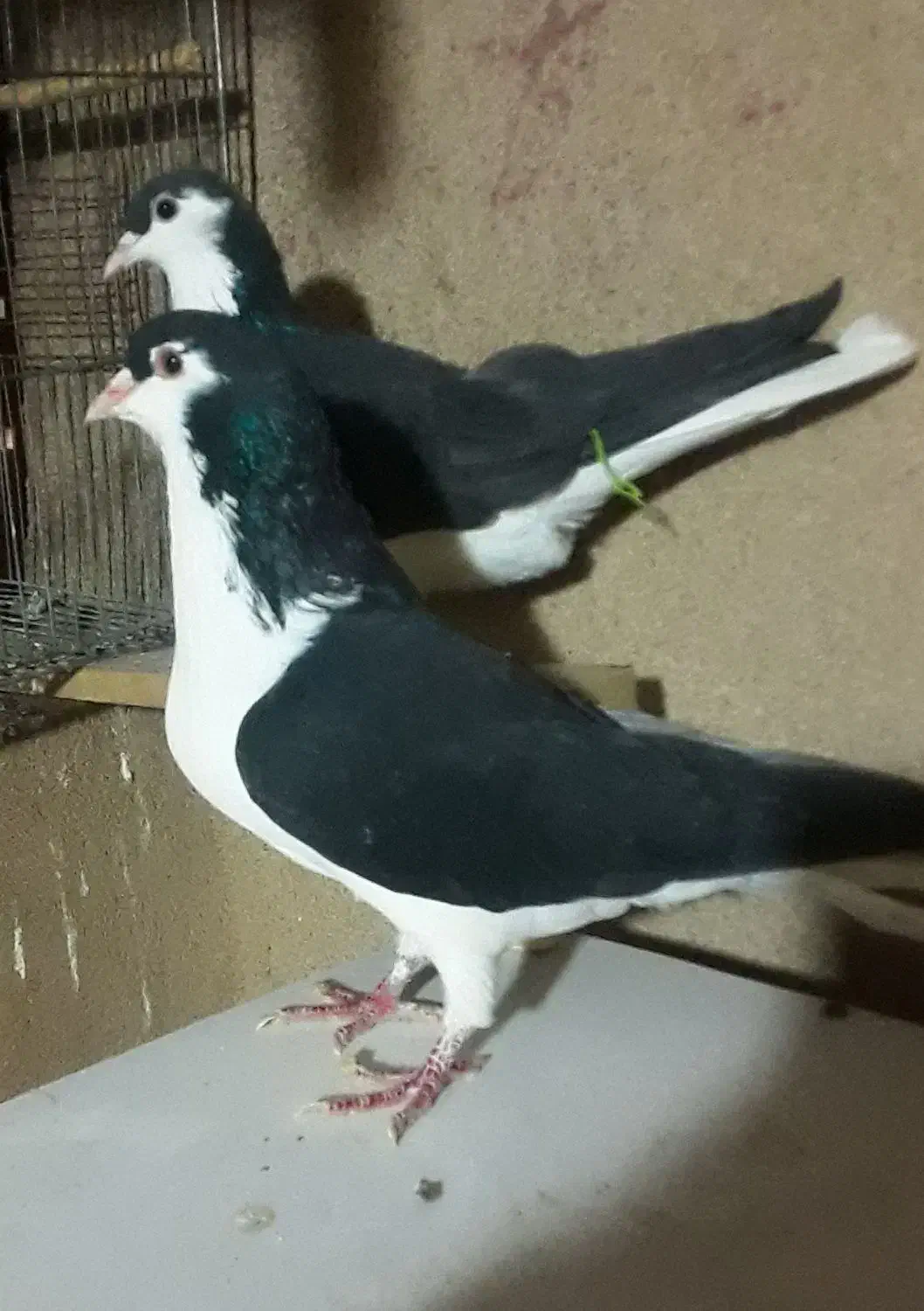 یه جفت چادری دم تخم|پرنده|تهران, شهرک آزمایش|دیوار