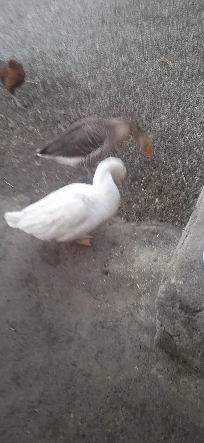 غاز محلی|حیوانات مزرعه|چالدران, |دیوار