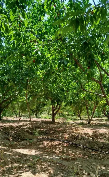 باغ ۱۰۰۰متری با ۷۰ درخت میوه سند تک برگ ۲۵۰میلیون|فروش زمین و ملک کلنگی|اصفهان, دشتستان|دیوار