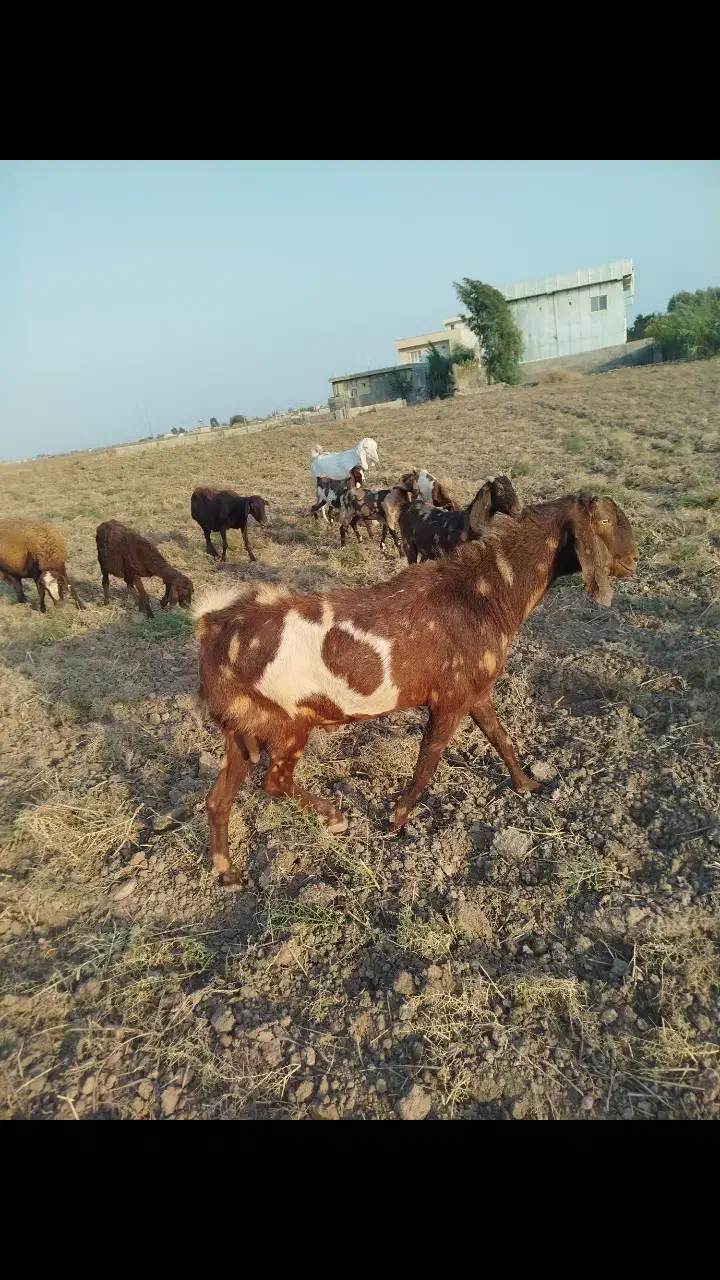 تکه فروشی|حیوانات مزرعه|گنبد کاووس, |دیوار