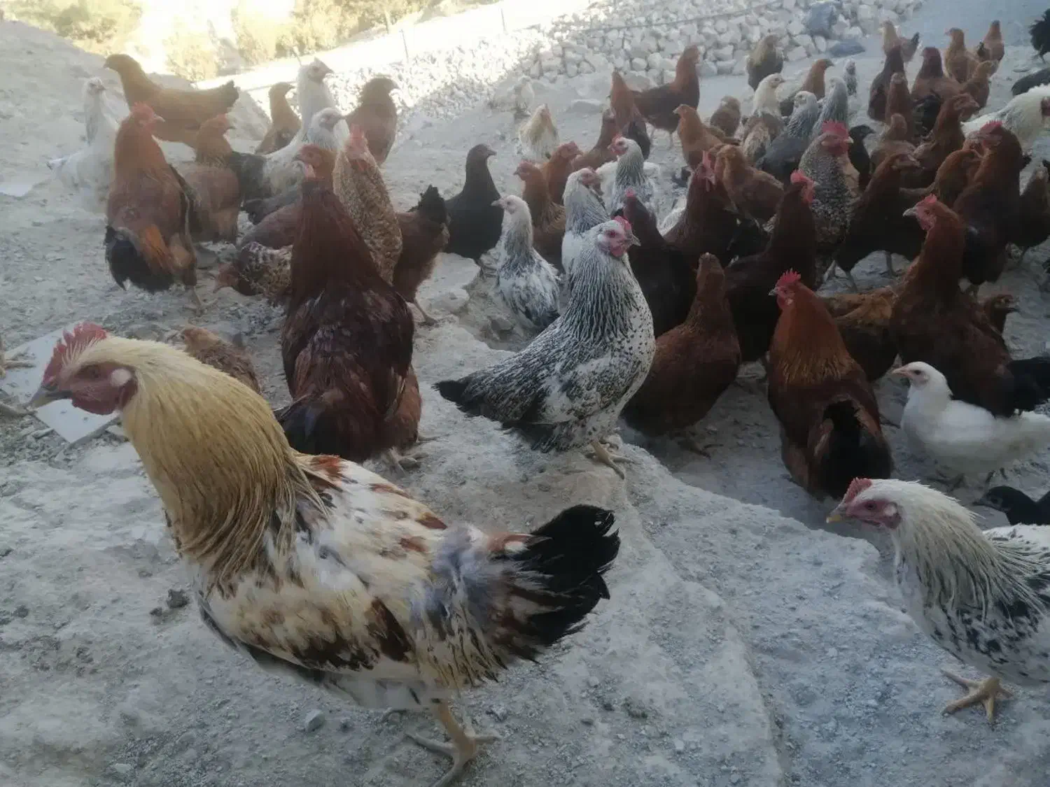 نیمچه مرغ گلپایگانی و مرغ بالغ|حیوانات مزرعه|دماوند, دماوند|دیوار