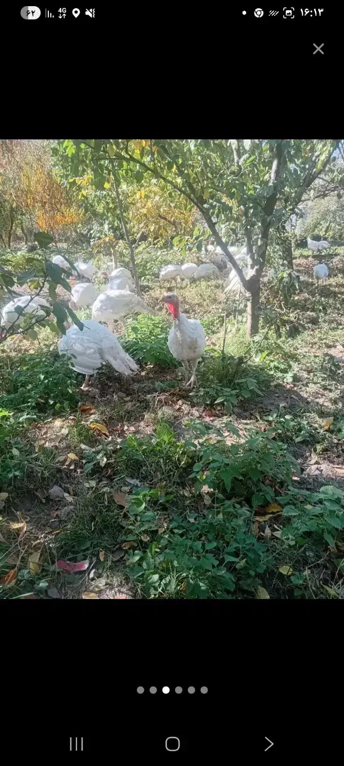 حیوانات|حیوانات مزرعه|اردبیل, |دیوار