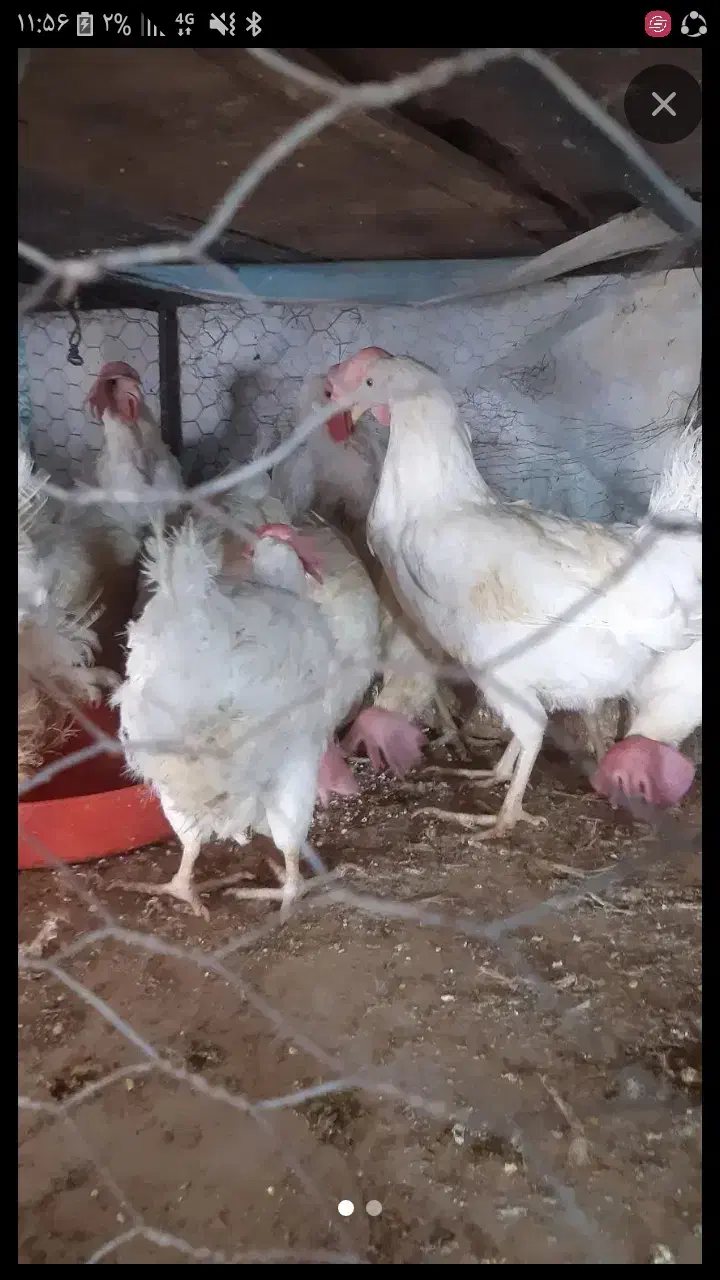 مرغ قربانی سیاه سفید|حیوانات مزرعه|پاکدشت, پاکدشت (مامازند)|دیوار