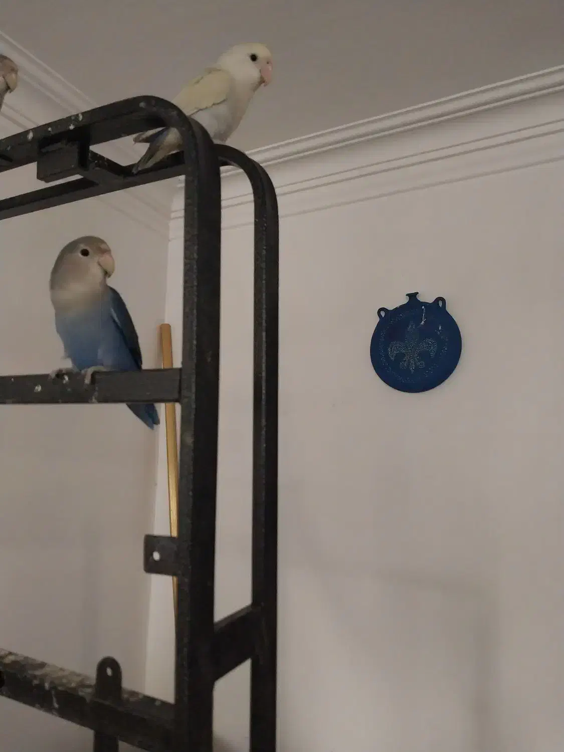 طوطی برزیلی|پرنده|رشت, چله خانه|دیوار