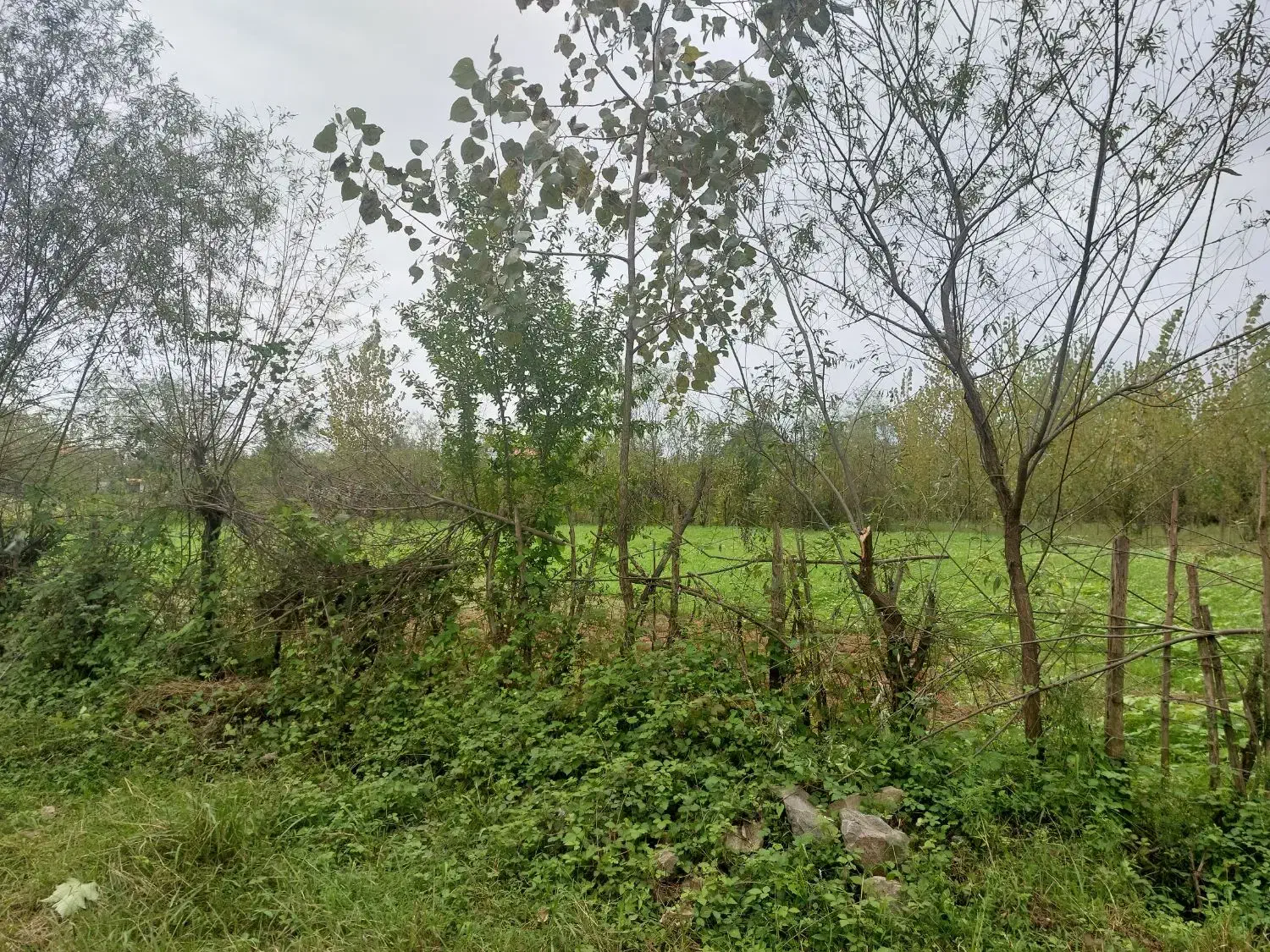 زمین با کاربری مسکونی زیر قیمت|فروش زمین و ملک کلنگی|رشت, قاسمیه|دیوار