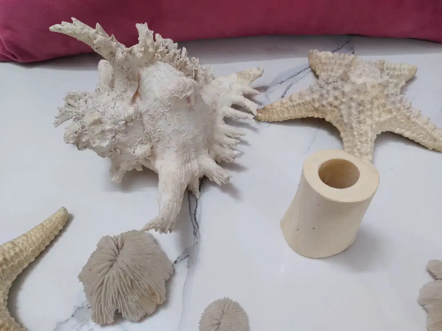 شل وستاره مناسب اکواریوم وویترین دکور کرج وتهران|بدلیجات|کرج, پیشاهنگی|دیوار