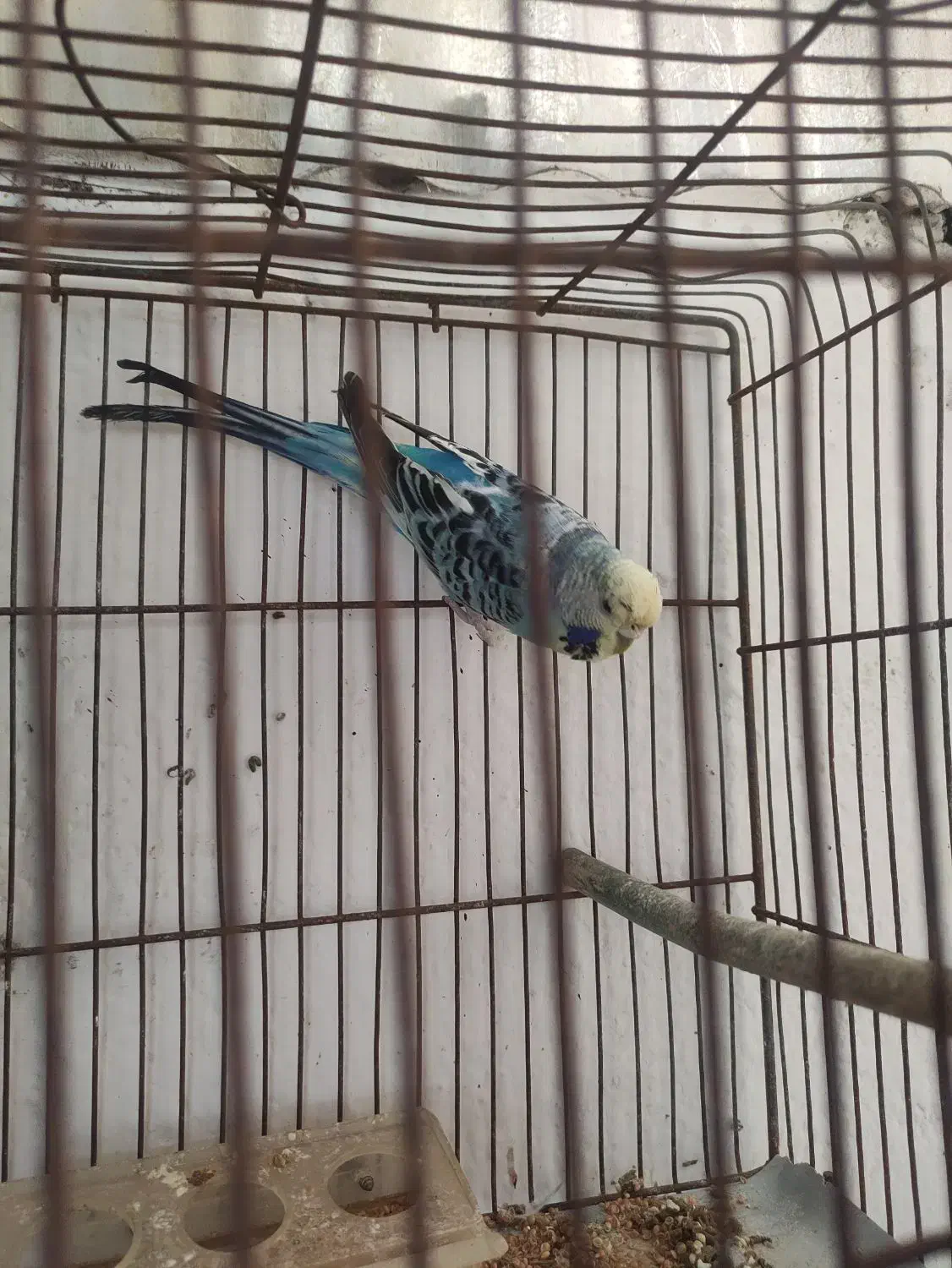 معاوضه مرغ عشق انگلیسی ماده با رنگ دیگه|پرنده|سرخرود, |دیوار