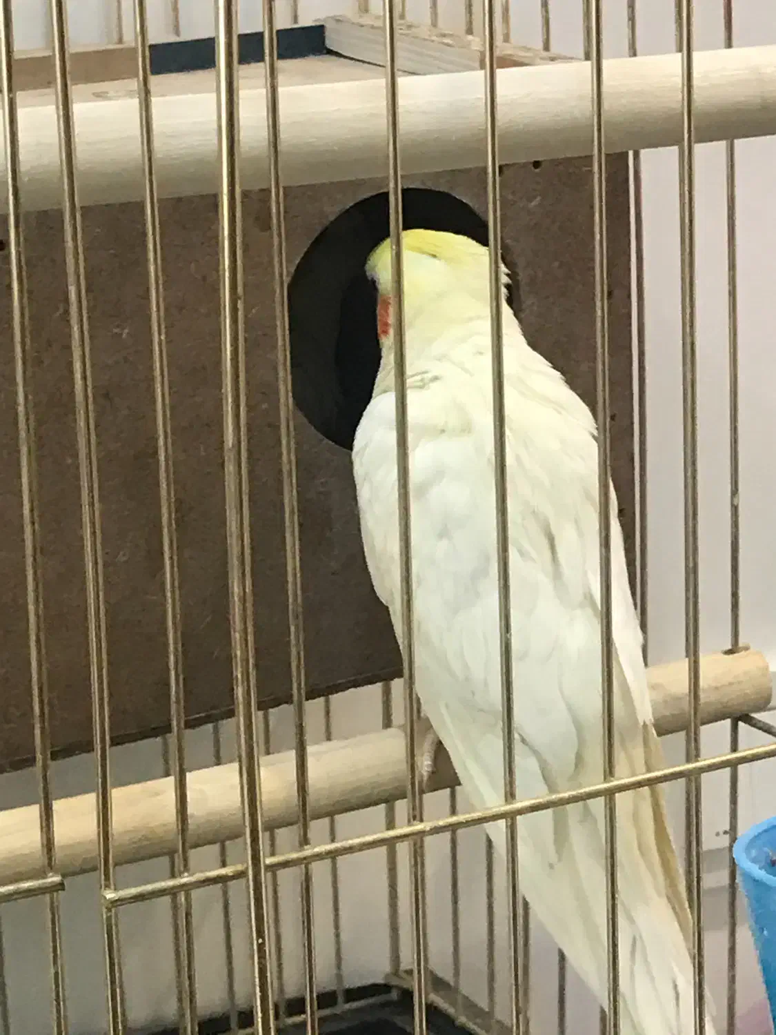 عروس هلندی جفت مولد|پرنده|قروه, |دیوار