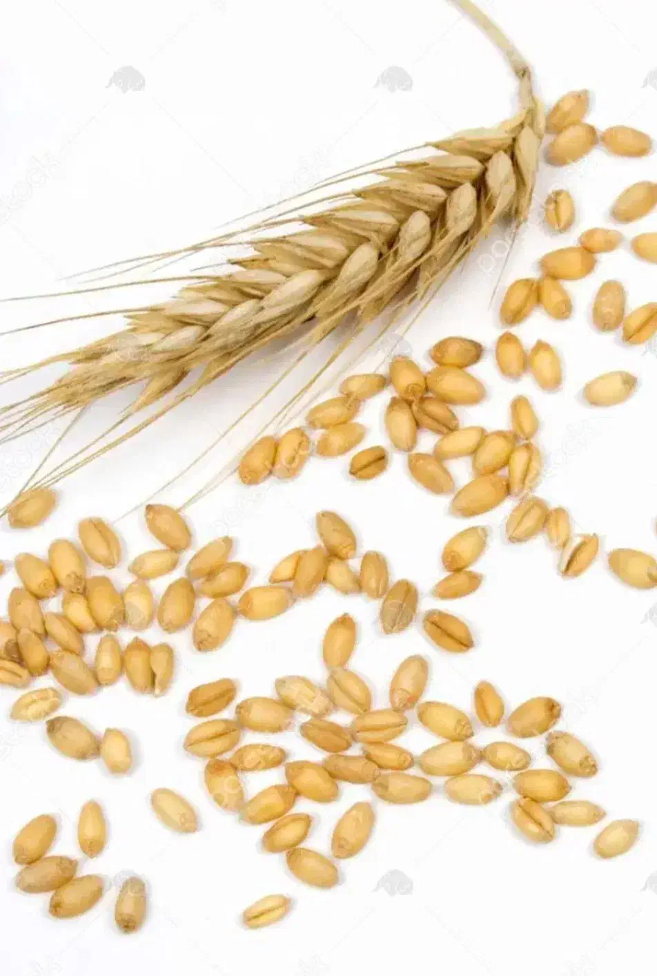 80کیلو گرم گندم ریجاب بوجاری شده|عمدهفروشی|گوآور, |دیوار