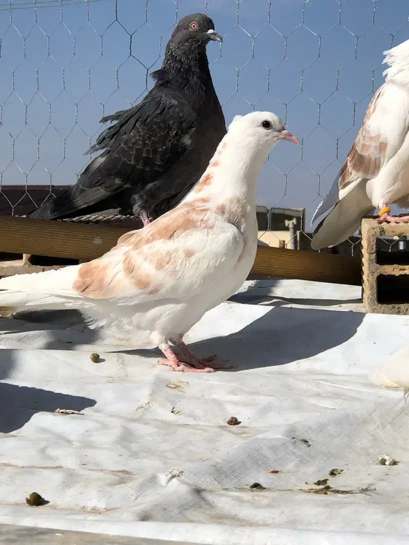 جوجه کبوتر|پرنده|هشتگرد, شهرک وحدت|دیوار