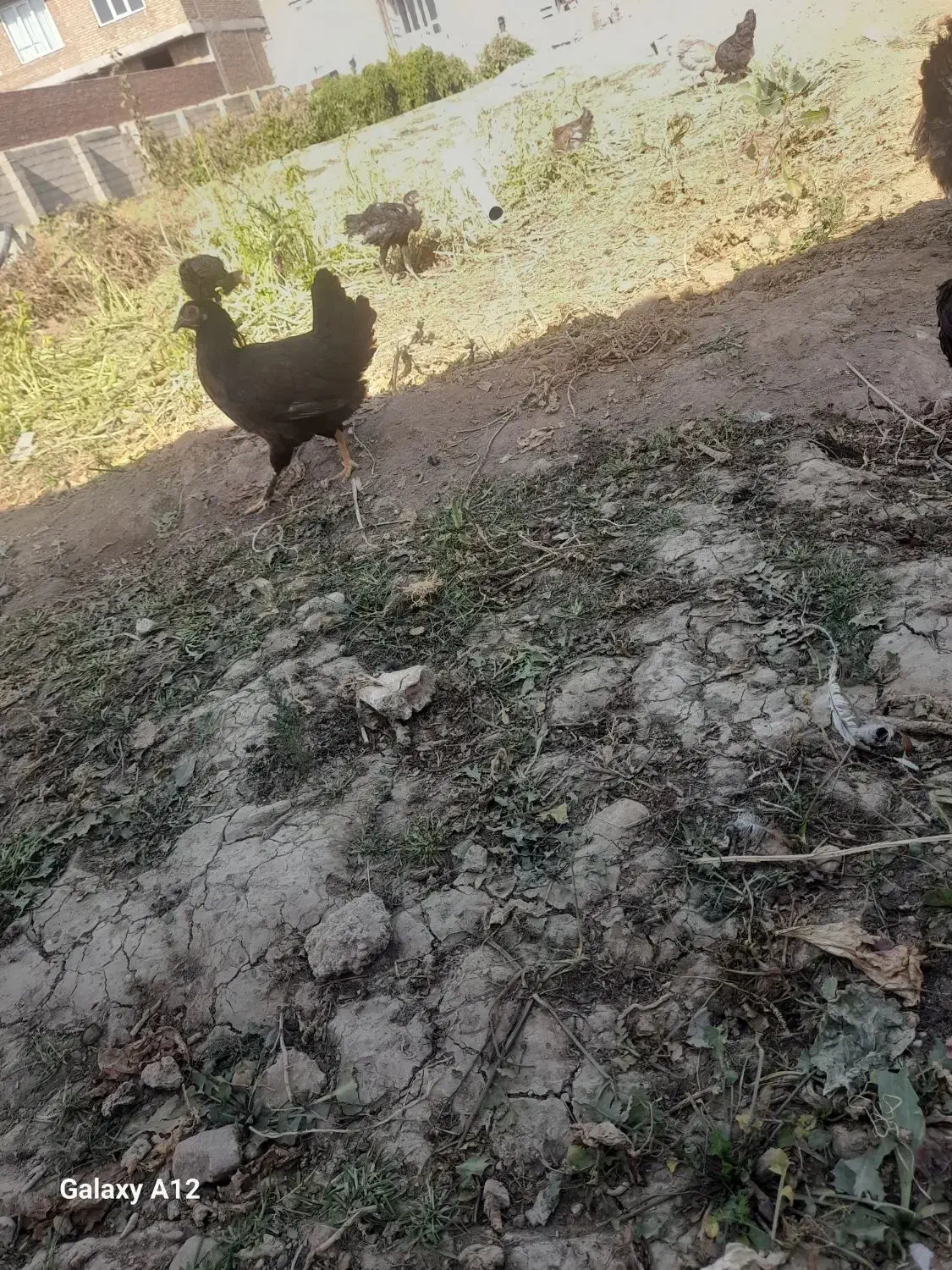 مرغوخروسلاریوبرهما|حیوانات مزرعه|لیلان, |دیوار