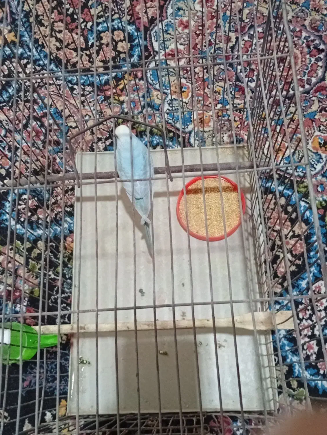 مرغ ماده|پرنده|ایلام, |دیوار