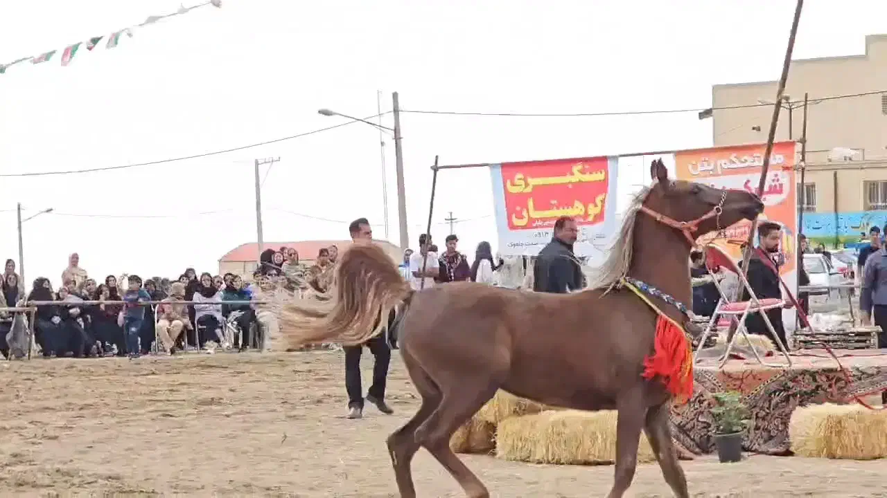 کره مادیون یکسرعرب|اسب و تجهیزات اسب‌سواری|یزد, |دیوار