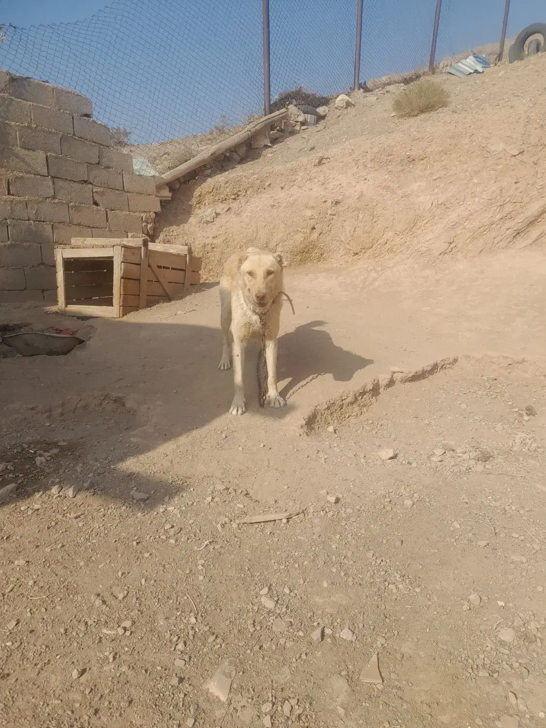 ..‌.سگ نگهبان|سگ|صوفیان, |دیوار