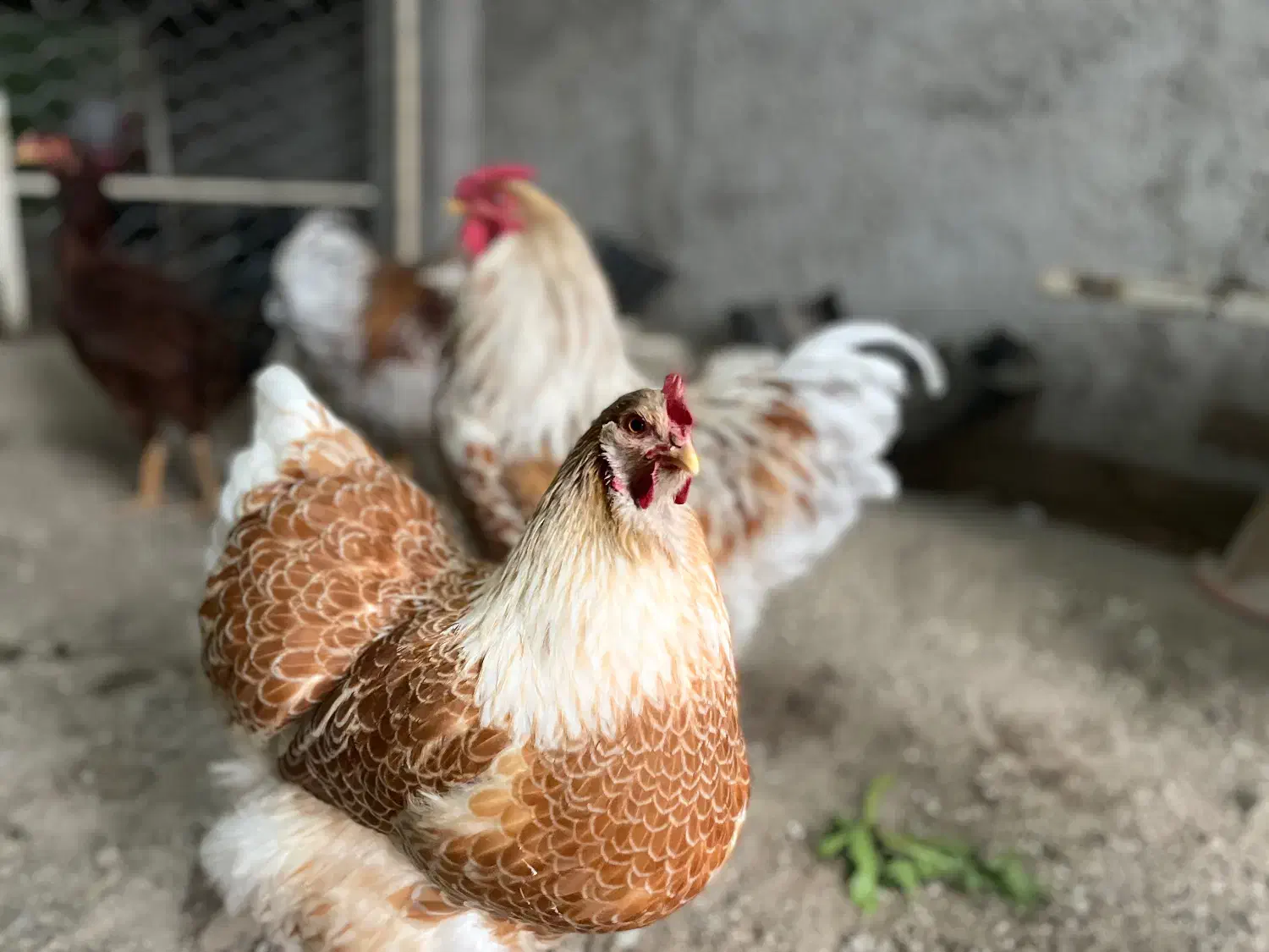 تخم مرغ نطفه دار|حیوانات مزرعه|قزوین, |دیوار