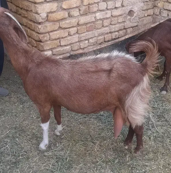 بز پاکستانی|حیوانات مزرعه|شهرضا, |دیوار