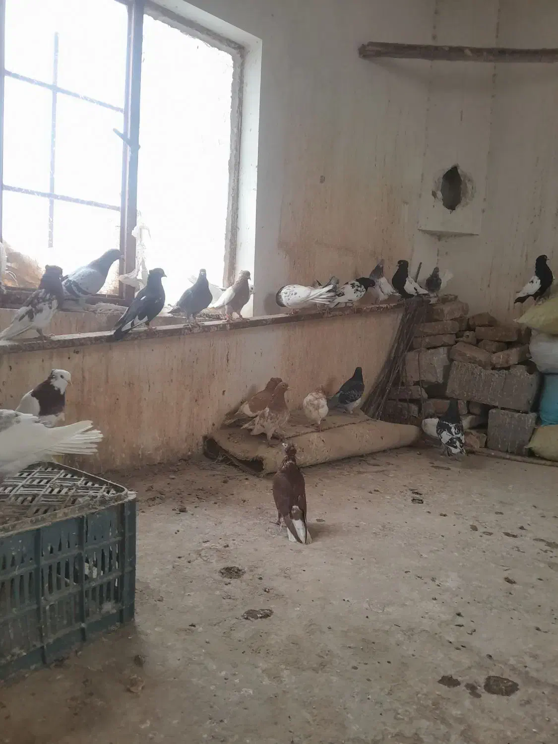 کفتر رنگه المانی بوم کبوتر پرش|پرنده|قلندر آباد, |دیوار