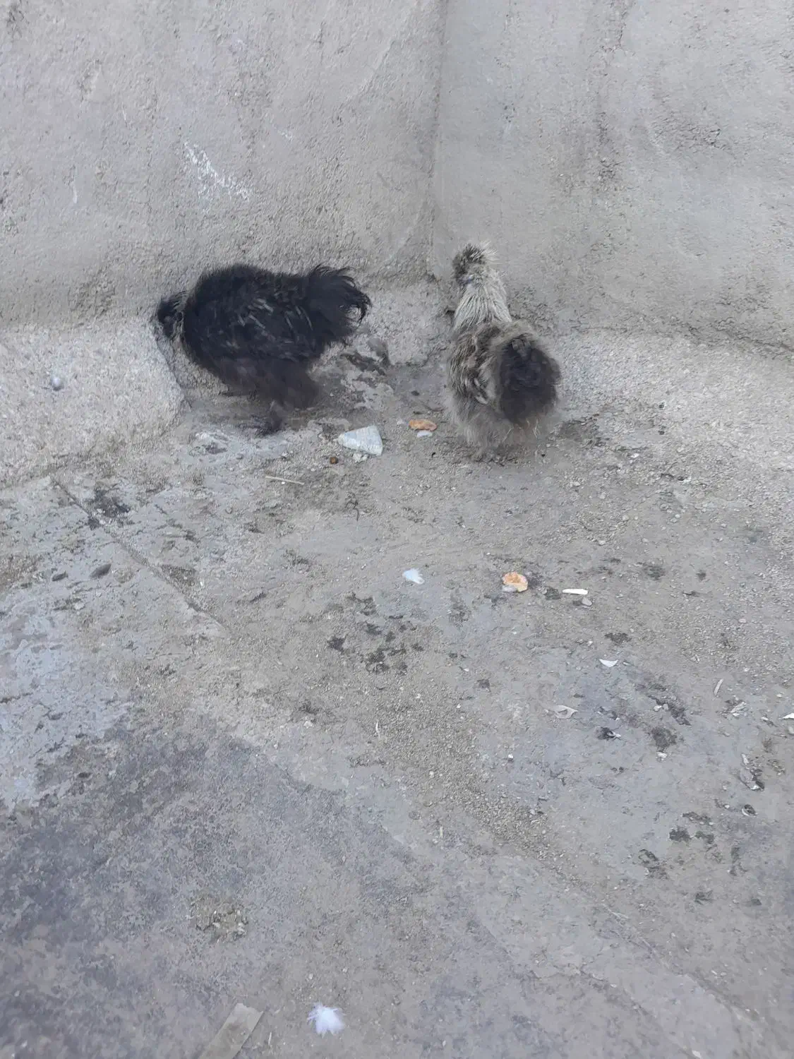 جوجه تزینی|حیوانات مزرعه|مشهد, مهدی آباد|دیوار