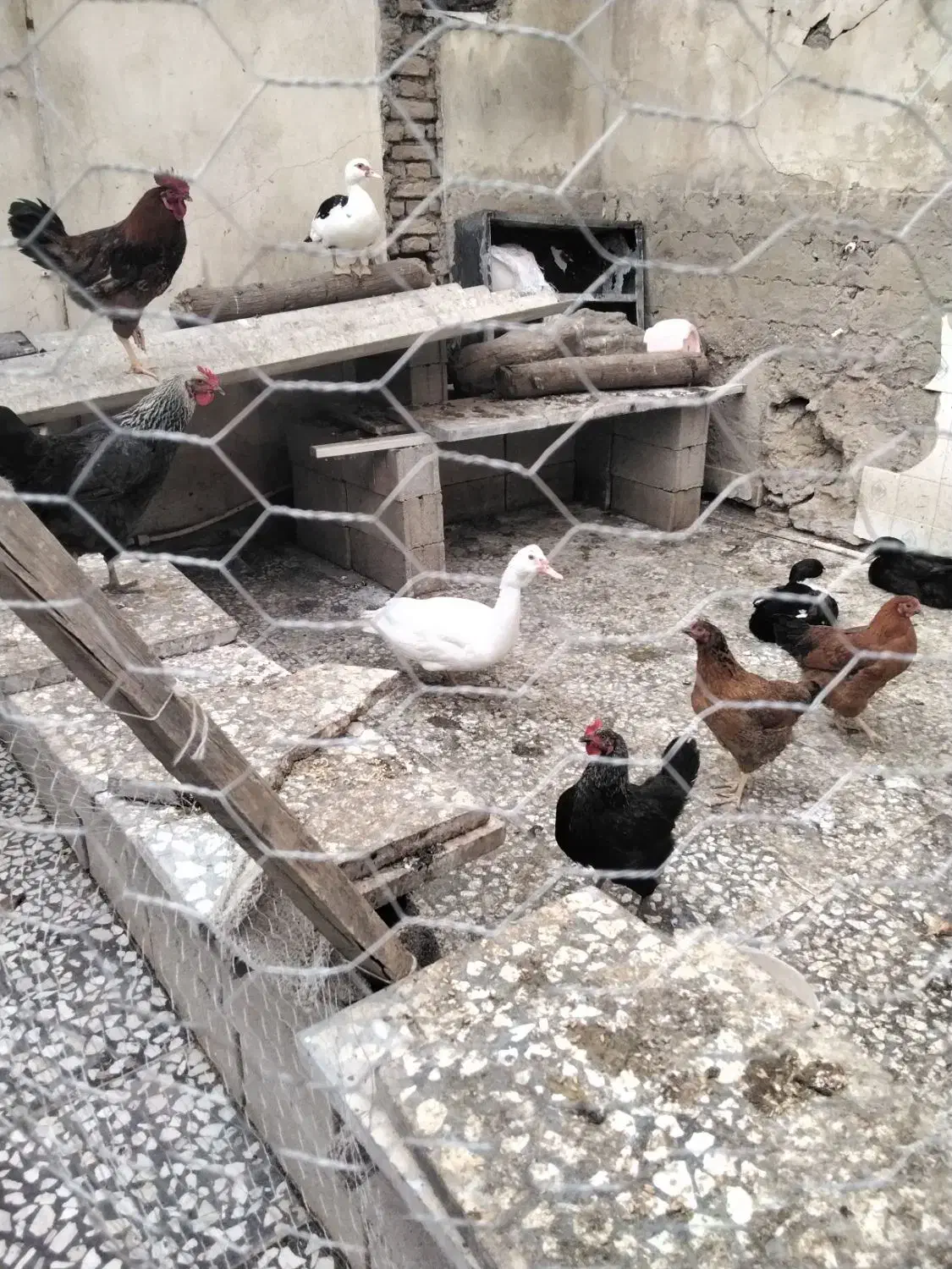مرغ و اردک محلی|حیوانات مزرعه|نگین شهر, |دیوار