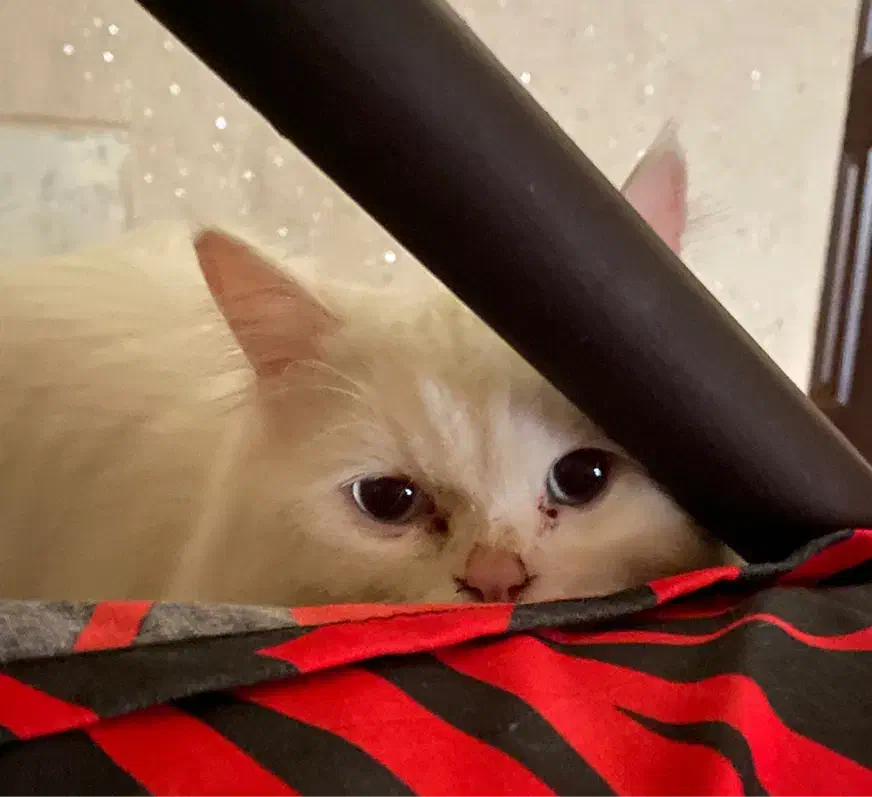 پت پرشین|گربه|رشت, یخسازی|دیوار