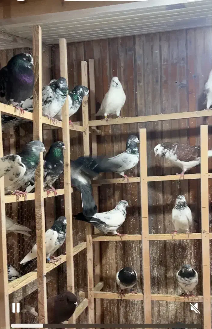 کبوتر|پرنده|رشت, استادسرا|دیوار