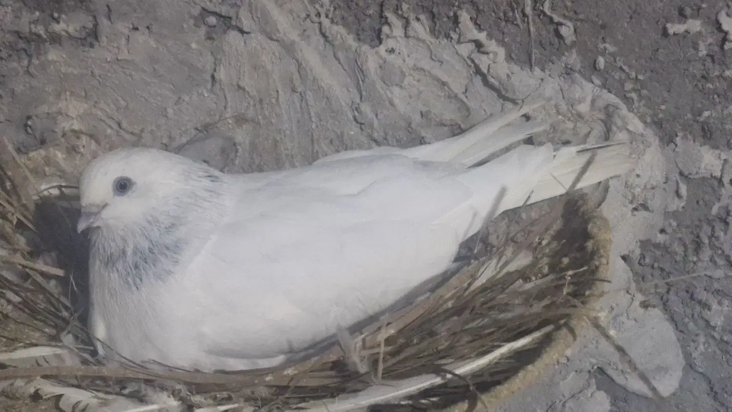 شیخ ابری درجه یک|پرنده|چمران, |دیوار