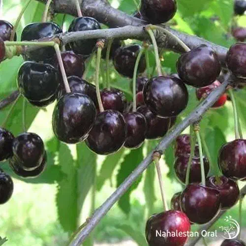 فروش نهال از خود خزانه بدون واسطه|خدمات باغبانی و درختکاری|دوگنبدان, |دیوار