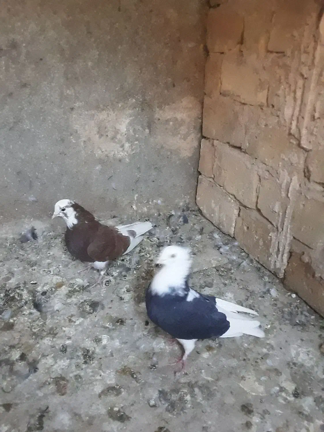 کفتر...|پرنده|یزد, |دیوار