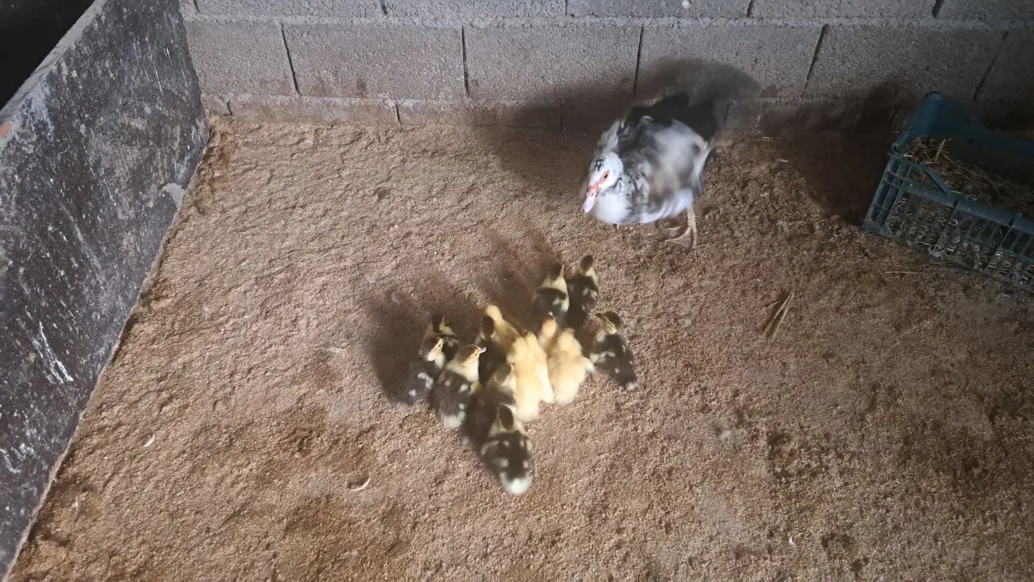 جوجه اردک به همراه مادر|حیوانات مزرعه|آمل, |دیوار