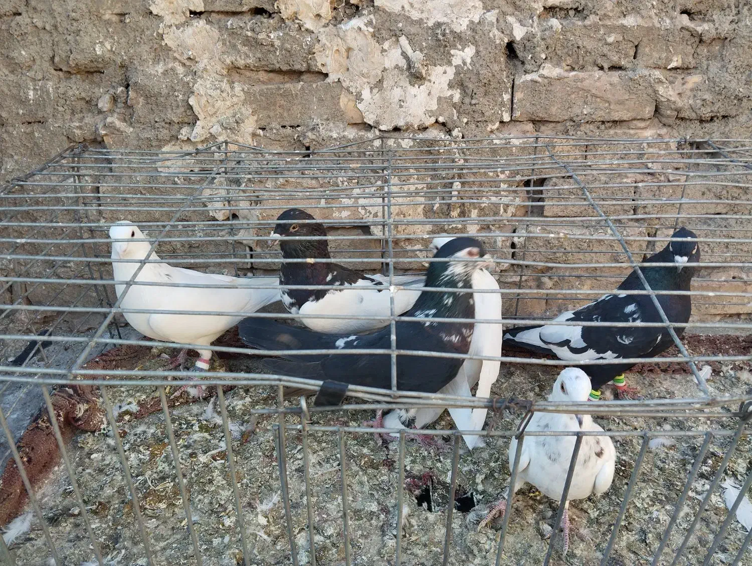 ۷تا حیون خوب نر دانه۳۵۰|پرنده|گلبهار, نوبهار|دیوار