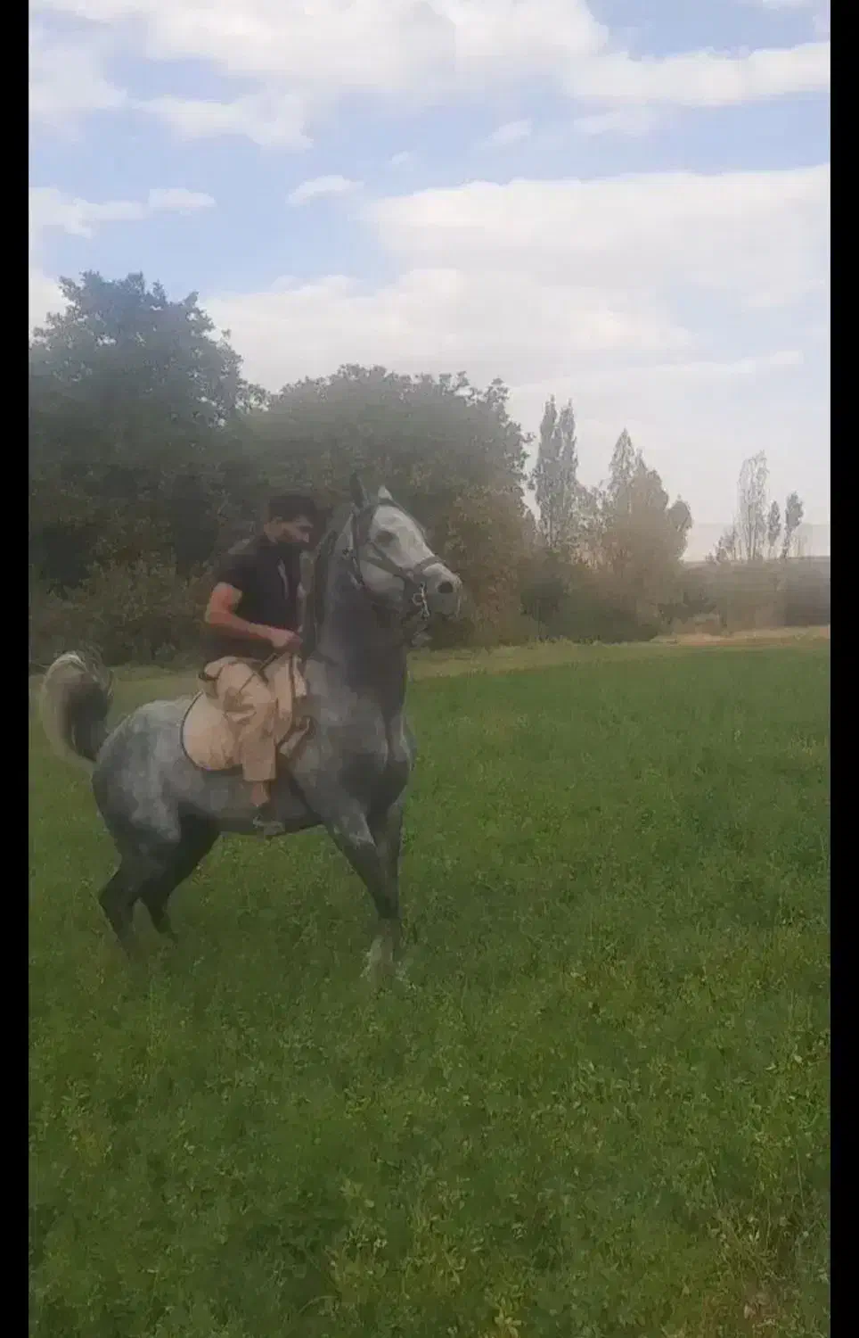 اسب نریان|اسب و تجهیزات اسبسواری|گنبد کاووس, |دیوار