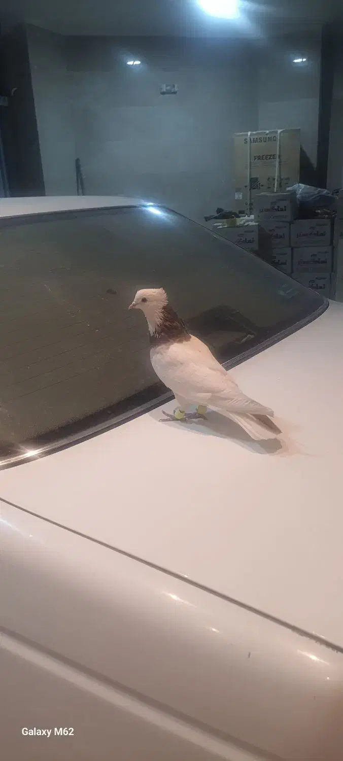 طوقی کرمانشاهی|پرنده|شاهین‌شهر, خانه کارگر|دیوار