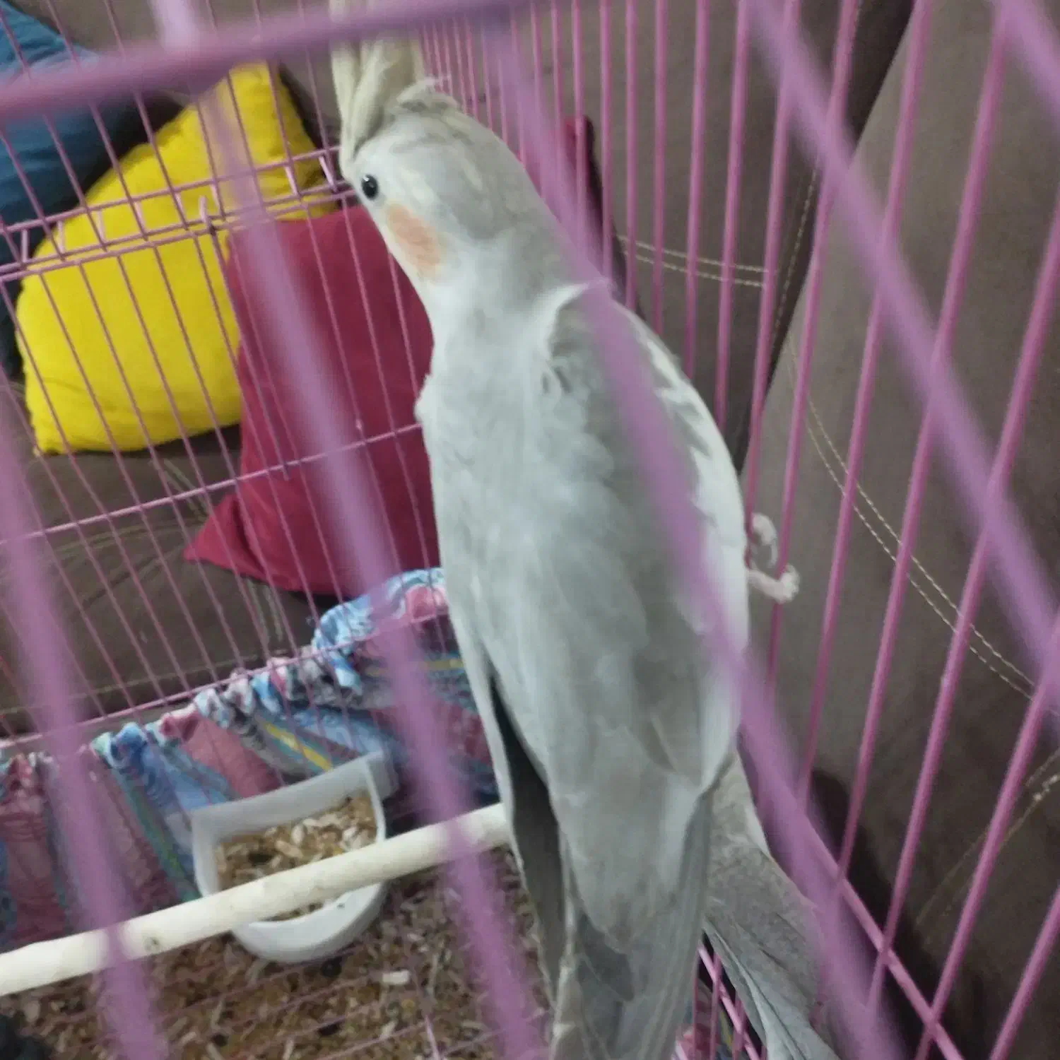 طوطی عروس|پرنده|رشت, حومه رشت|دیوار